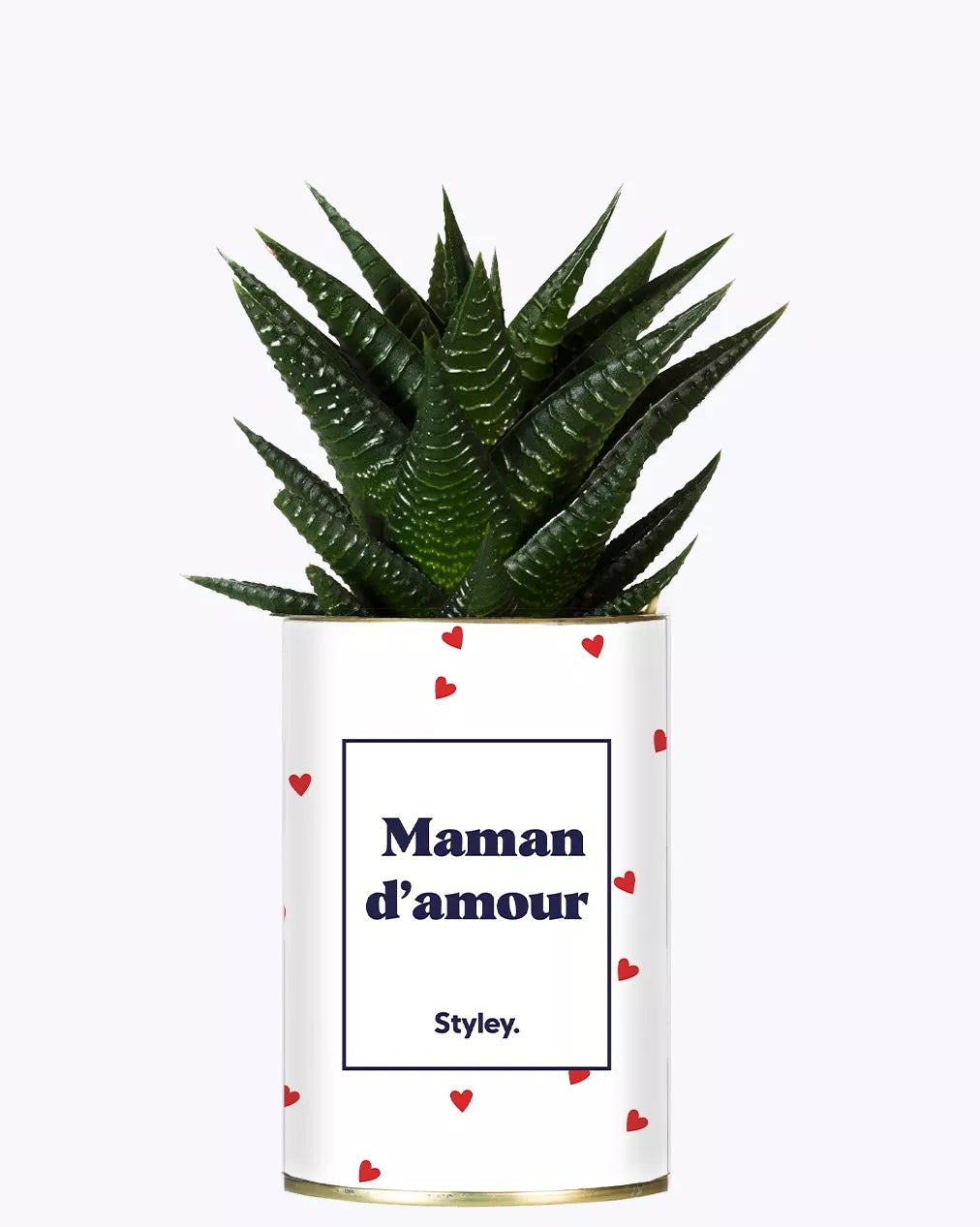 Plante grasse - Maman d'amour