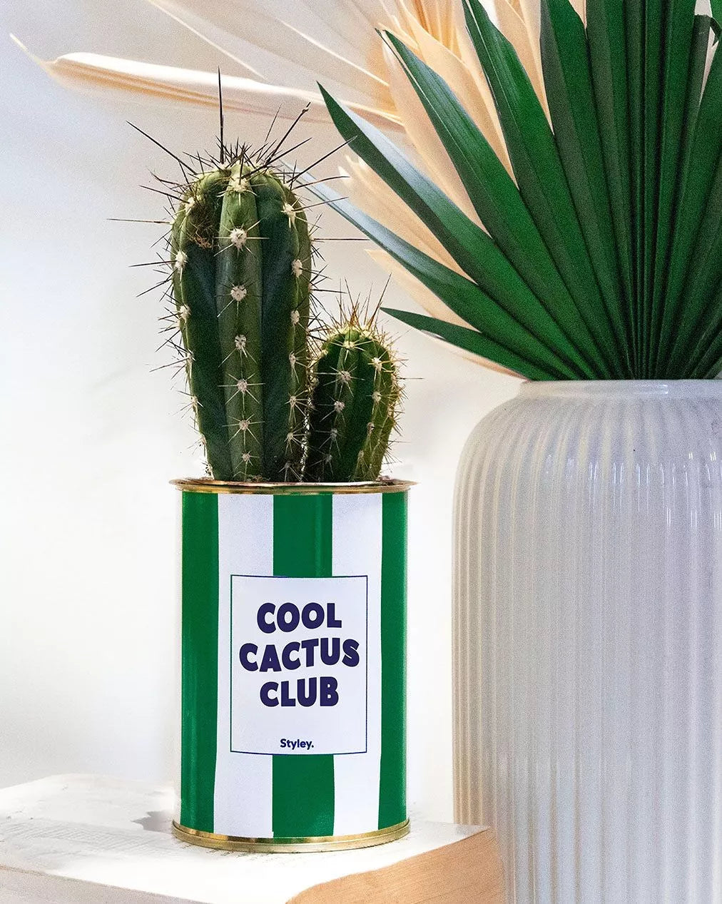 Cactus - Cool Cactus Club - pot à rayures