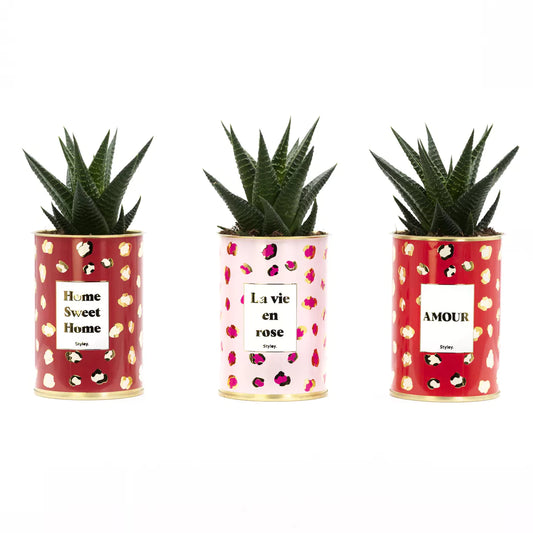 Plante grasse - Amour