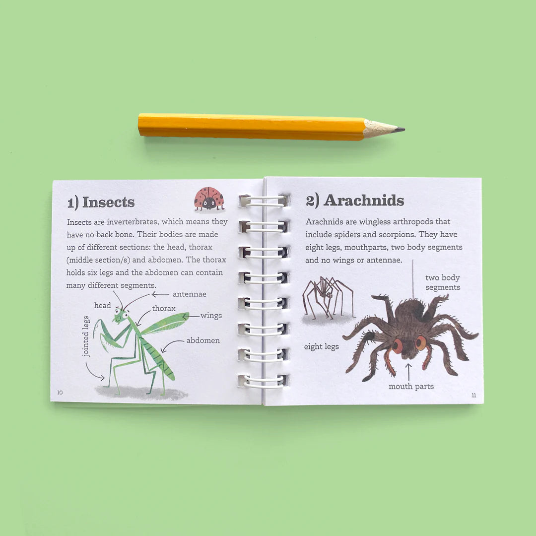 Kit d’exploration des insectes