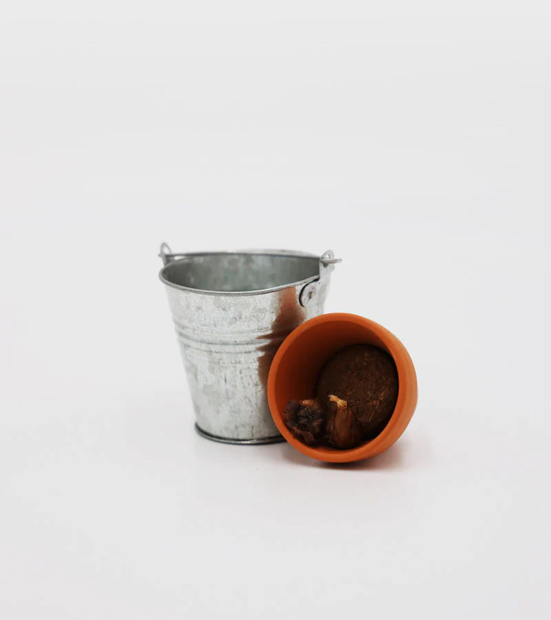 Trèfle à 4 feuilles à faire pousser