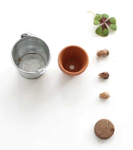 Trèfle à 4 feuilles à faire pousser