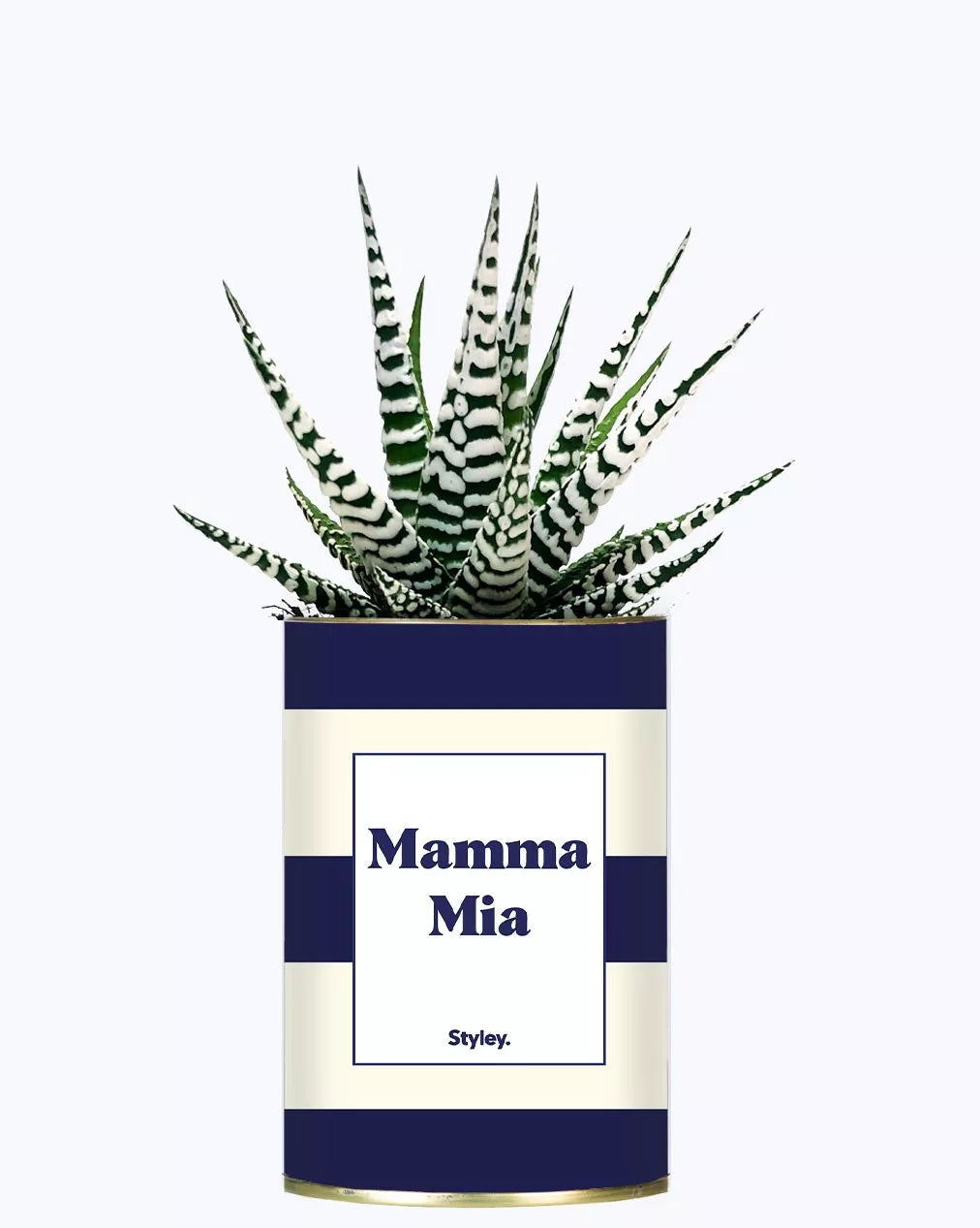 Plante Grasse - Mamma Mia