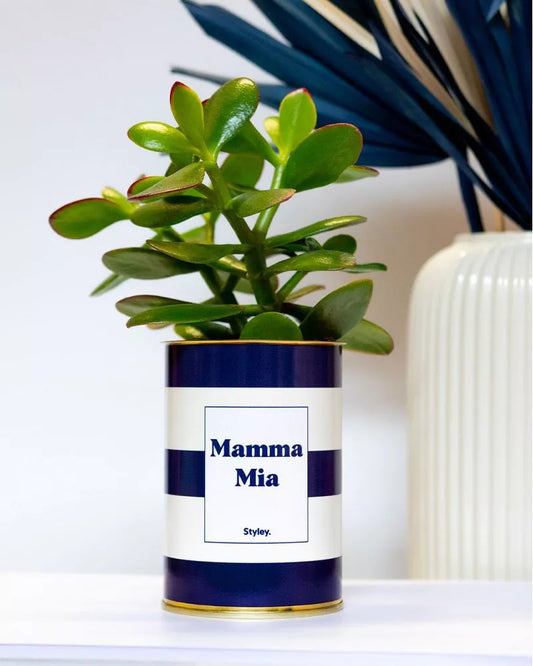 Cactus - Mamma Mia