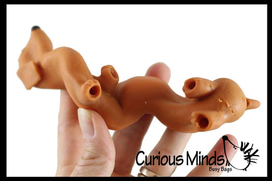 Petit teckel anti stress