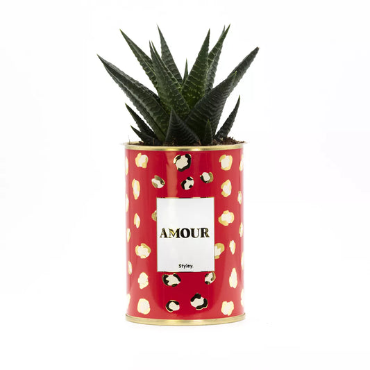 Cactus - Amour